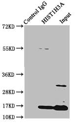 HIST1H3A Antibody