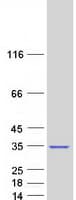 Human HMG1 / HMGB1 Protein (Recombinant Myc-DDK (Flag))