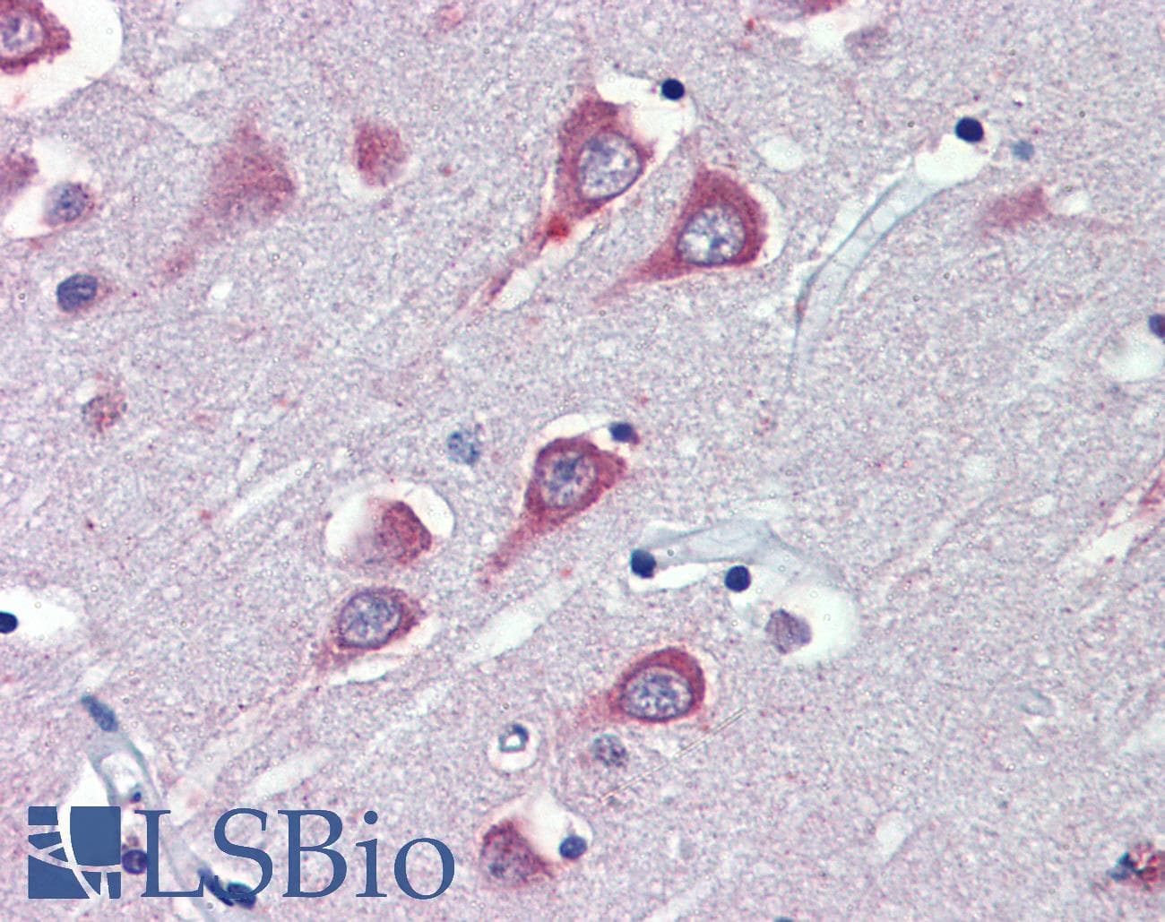 IHC-plus™ FAAH Antibody (aa566-577)