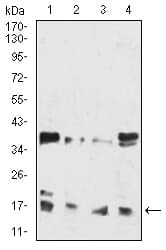Monoclonal Mouse anti-Human HIST2H3C Antibody (clone 6E7A9, IHC, WB)