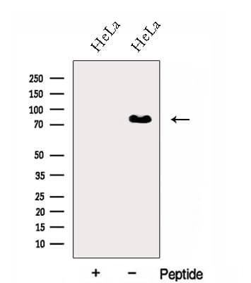 HNRNPR / hnRNP R Antibody
