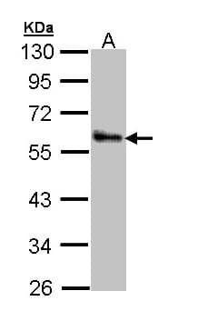 ZPR1 / ZNF259 Antibody (aa159-459)