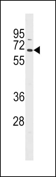 Polyclonal Rabbit anti-Human TCF7L1 / TCF-3 Antibody (aa70-98, WB)