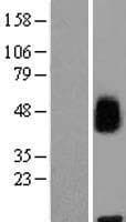 MFSD8 Protein (Over-Expression Lysate Myc-DDK (Flag))