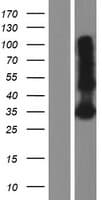 LY6G6F Protein (Over-Expression Lysate Myc-DDK (Flag))