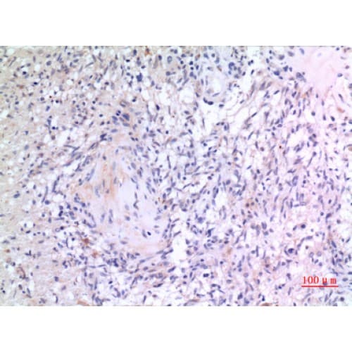 Polyclonal Rabbit anti-Human VGF Antibody (441-490 aa, Internal, IHC, WB)