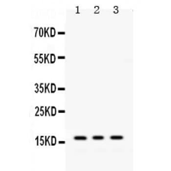 MGST1 Antibody (aa42-75)