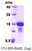 Human ENSA Protein (Recombinant His)