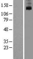 KCNT1 / KCa4.1 Protein (Over-Expression Lysate Myc-DDK (Flag))