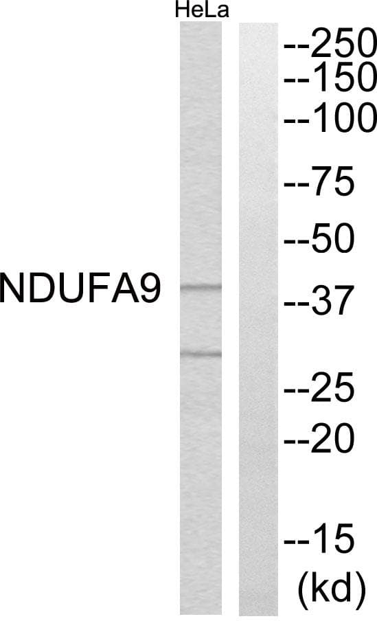 Polyclonal Rabbit anti-Human NDUFA9 Antibody (WB)
