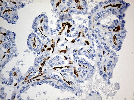 Monoclonal Mouse anti-Human CD34 Antibody (clone OTI8F11, aa312-385, IHC, WB)