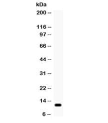 CCL2 / MCP1 Antibody