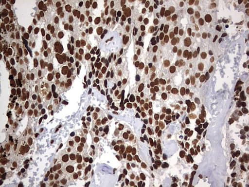 H2AFY2 Antibody (aa2-261, clone OTI1E9)