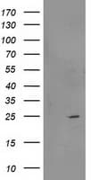 RGS5 Antibody (clone OTI1C1, Carrier-free)