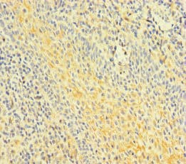 FNIP1 Antibody
