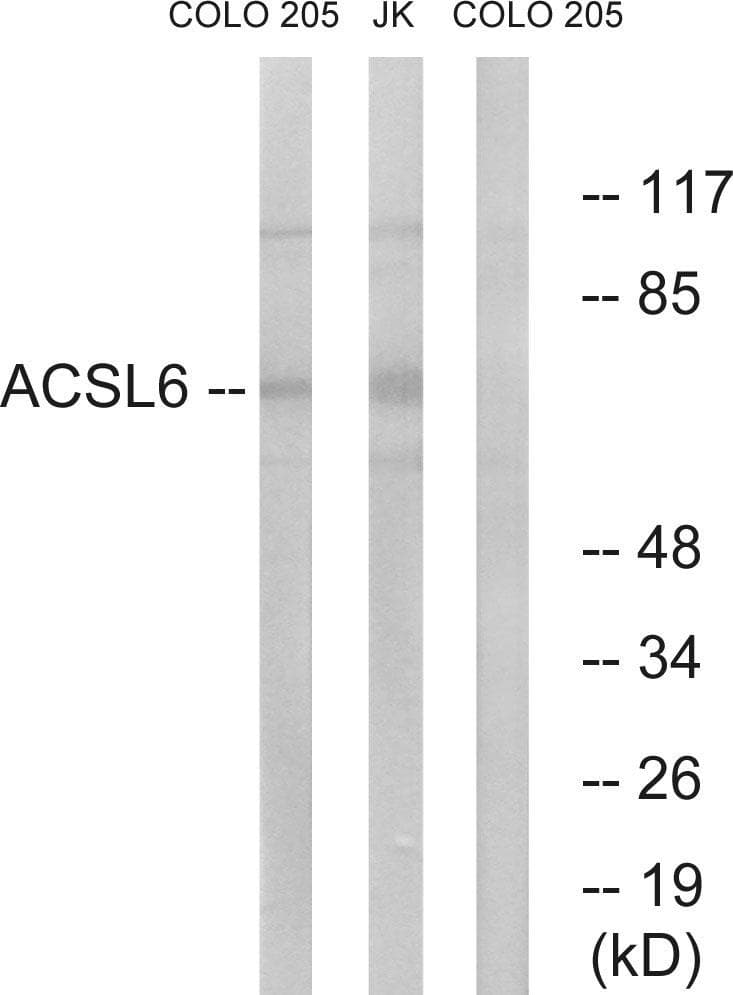ACSL6 Antibody