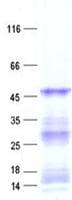 Human CPA6 / Carboxypeptidase A6 Protein (Recombinant His, N-Terminal)