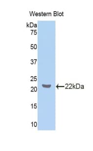 ZBP1 Antibody (aa10-167, Biotin)