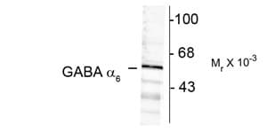 Polyclonal Rabbit anti-Rat GABRA6 Antibody (WB)