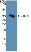 GP1BA / CD42b Antibody (aa19-291, Cy3)