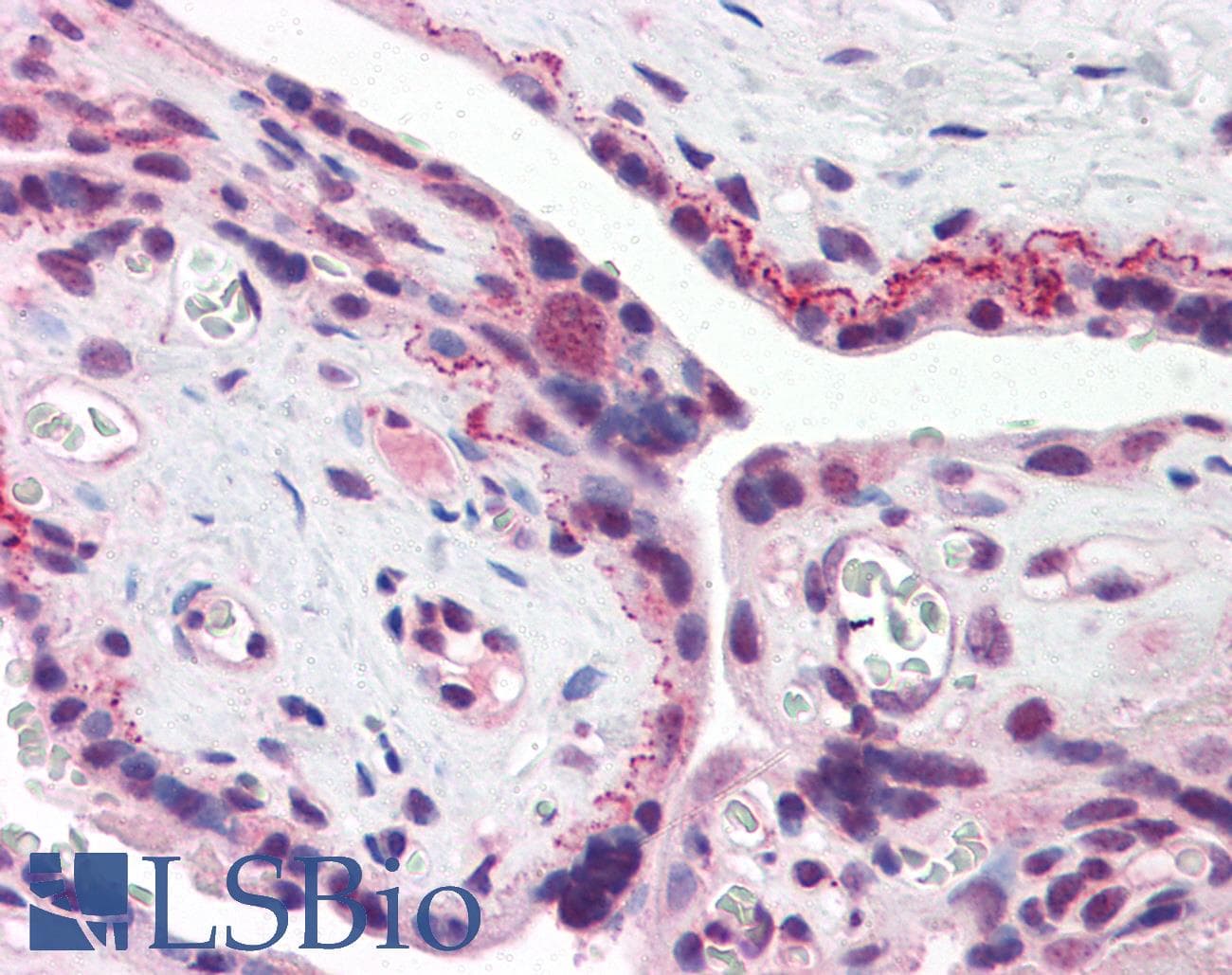 IHC-plus™ BRCC45 / BRE Antibody