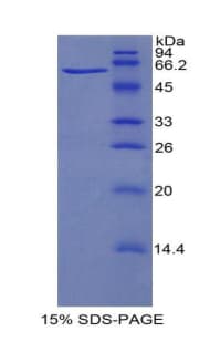Bovine HIF1A / HIF1 Alpha Protein (Recombinant His-MBP)