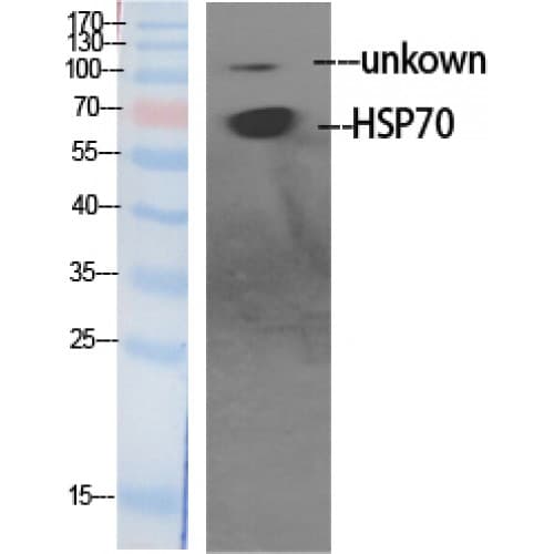 HSP70 / Heat Shock Protein 70 Antibody (190-270 aa, Internal)