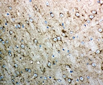 CYCS / Cytochrome c Antibody