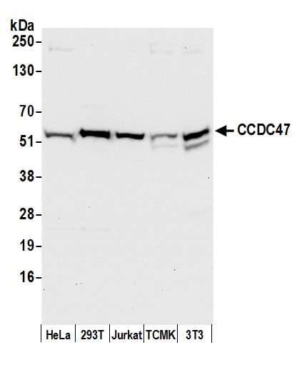 CCDC47 Antibody (aa433-483)