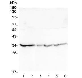 GOLPH3 Antibody