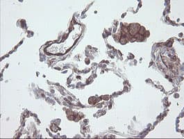 PECAM-1 / CD31 Antibody (clone OTI2C3)