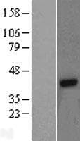 GNB4 Protein (Over-Expression Lysate Myc-DDK (Flag))