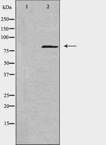 NCAPH / CAP-H Antibody