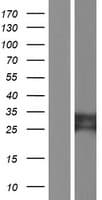 TYW3 Protein (Over-Expression Lysate Myc-DDK (Flag))