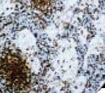 Mouse Anti-Human IgM Secondary Antibody