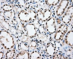 CYP1A2 Antibody (clone OTI1H3)
