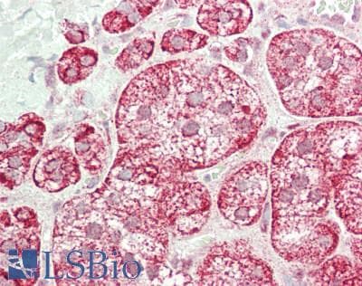 IHC-plus™ STAC2 Antibody (aa1-30)