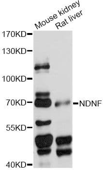 NDNF Antibody