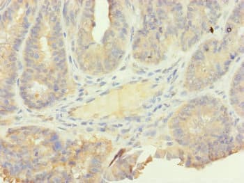 SFI1 Antibody