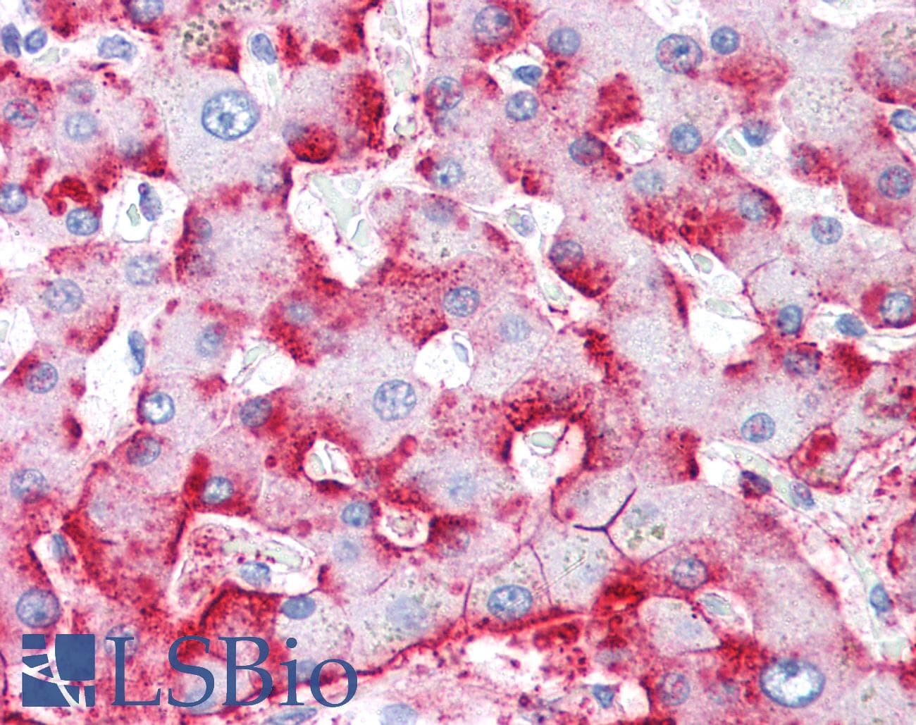 IHC-plus™ C4BP / C4b-Binding Protein Antibody (clone 10-07)