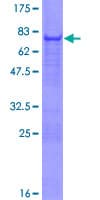 Human PDE7B Protein (Recombinant GST)