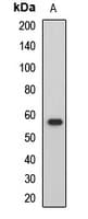 HCK Antibody