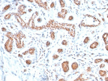 GATA3 Antibody (clone GATA3/2446, Ready-to-Use)