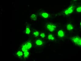BUB1B / BubR1 Antibody (clone OTI11D7, Carrier-free)