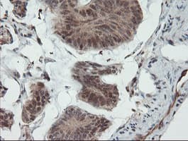 UBE2E3 Antibody (clone OTI7E8)