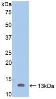 Mucin 2 / MUC2 Antibody (aa652-735, Cy3)