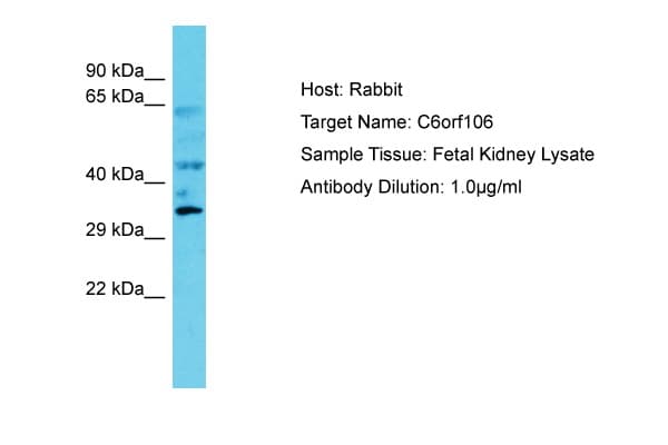 C6orf106 Antibody (C-Terminus)