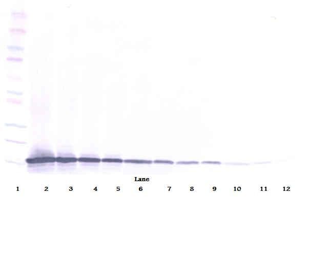CCL21 / SLC Antibody