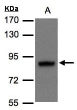Polyclonal Rabbit anti-Human DISC1 Antibody (23-85, WB)