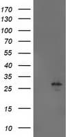 AK4 / Adenylate Kinase 4 Antibody (clone OTI5E7, Carrier-free)